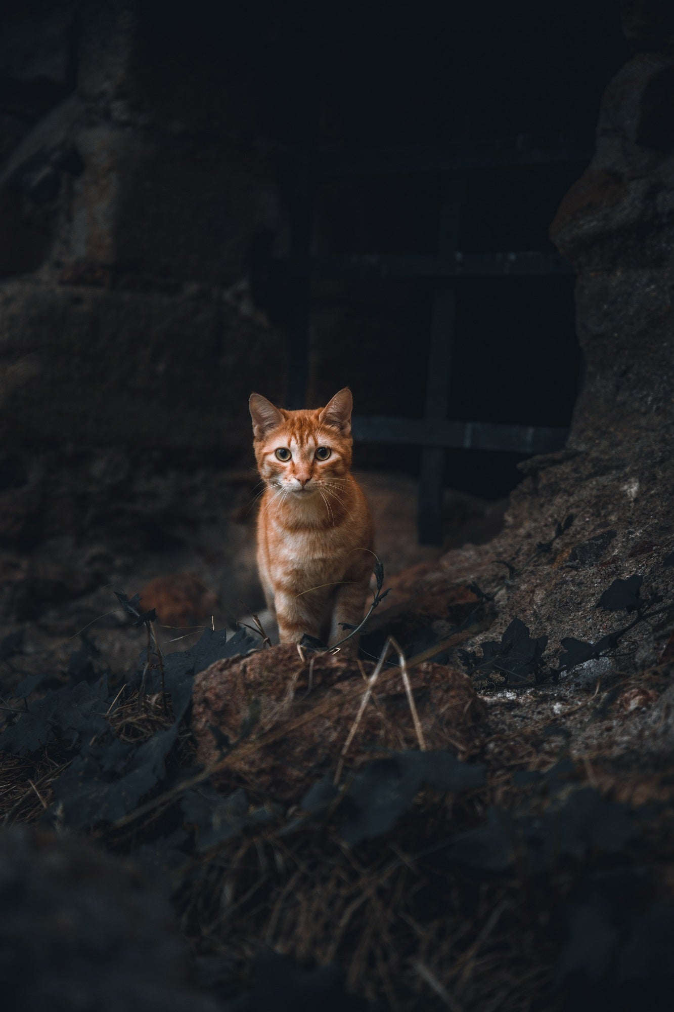 Katze kommt nicht heim