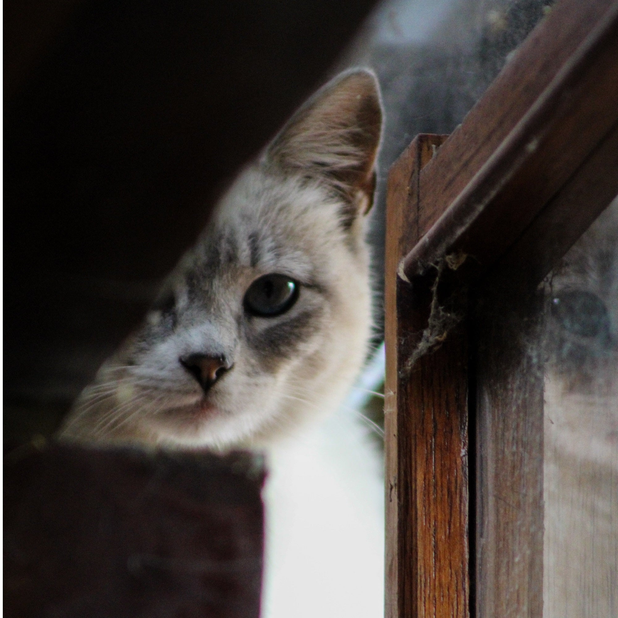 Katze Silvester Tipps