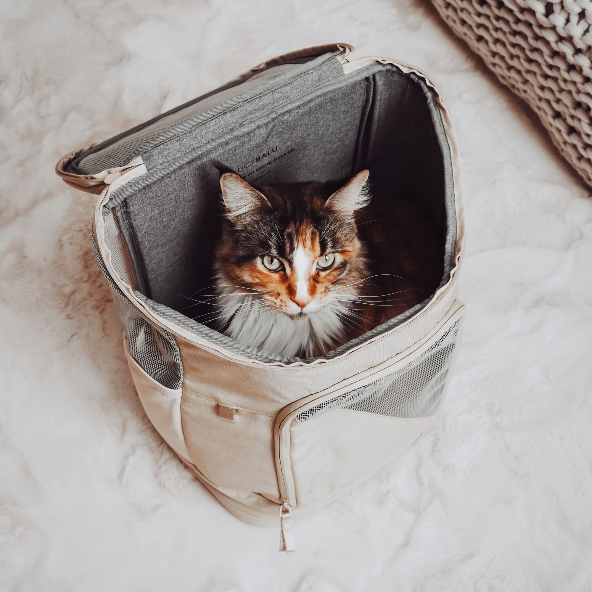 Katzenrucksack mit Katze