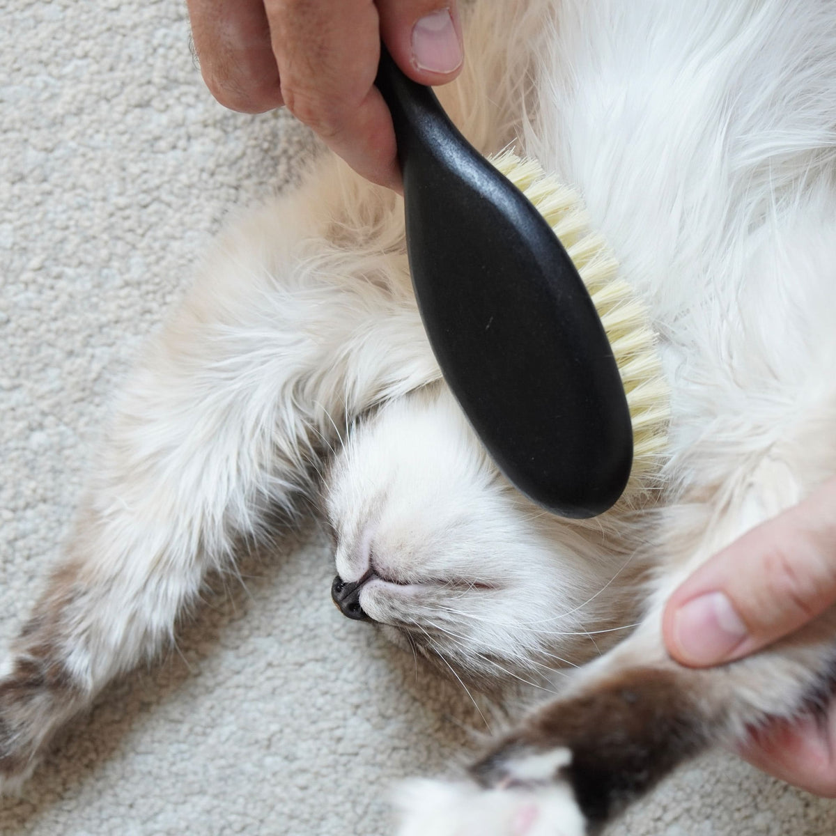 Katzenbürste hochwertig Fellpflege